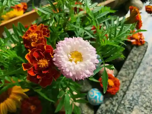 滑川神社 - 仕事と子どもの守り神の手水舎