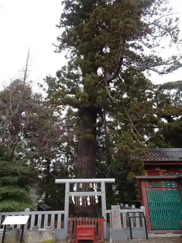 大杉神社(茨城県)