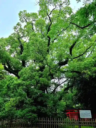 浜松八幡宮(静岡県)