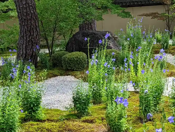 廬山寺(廬山天台講寺)(京都府)
