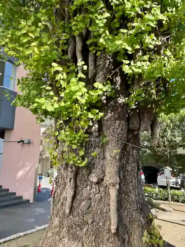 稼穡稲荷社の自然