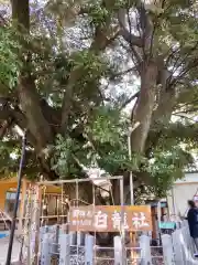 伊奴神社の末社