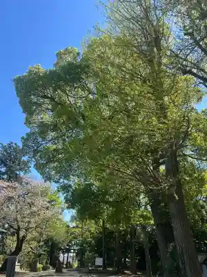 篠原八幡神社の{uncategorized: "未分類", other: "その他", undefined: "問題あり", building: "その他建物", grave: "お墓", sacred_gate: "鳥居", guardian: "狛犬", statue: "像", buddha: "仏像", history: "歴史", nature: "自然", garden: "庭園", animal: "動物", pagoda: "塔", temizu: "手水舎", mountain_gate: "山門・神門", sanctuary: "本殿・本堂", subordinate: "末社・摂社", art: "芸術", scenery: "景色", jizo: "地蔵", ema: "絵馬", goshuin: "御朱印", omikuji: "おみくじ", items: "授与品その他", amulet: "お守り", goshuincho: "御朱印帳", eats: "食事", festival: "お祭り", votive_dance: "神楽", shichigosan: "七五三参", wedding: "結婚式", experience: "体験その他", initially: "初詣", around: "周辺", anti_infection: "感染症対策"}