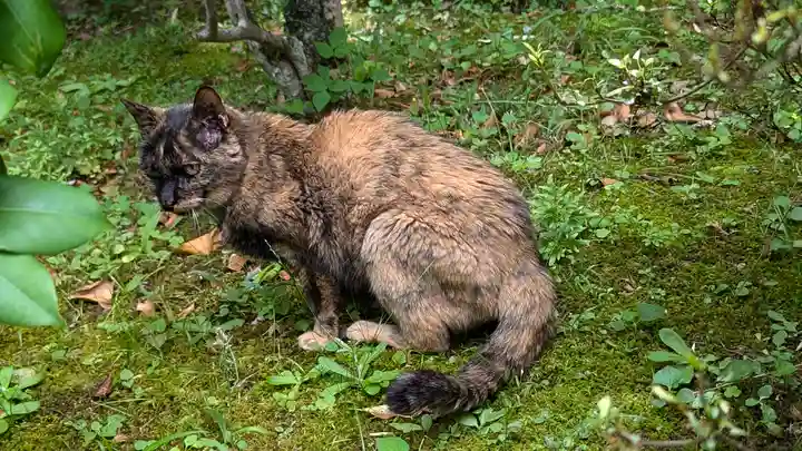 十輪寺(京都府)
