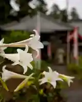 慈光寺(弓田ポックリ不動尊)(茨城県)