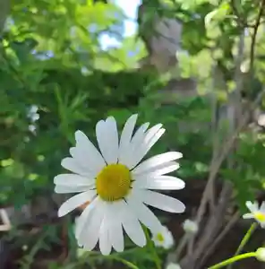 厚別神社(北海道)(2023年06月10日(土) 11時42分08秒投稿)
