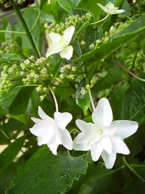御霊神社の自然