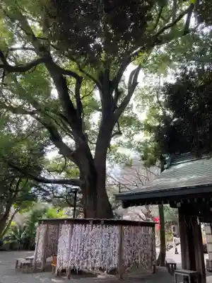 平塚八幡宮(神奈川県)
