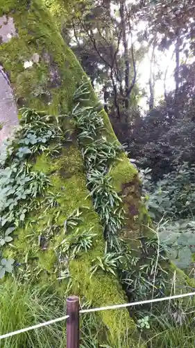 鷲宮神社の自然