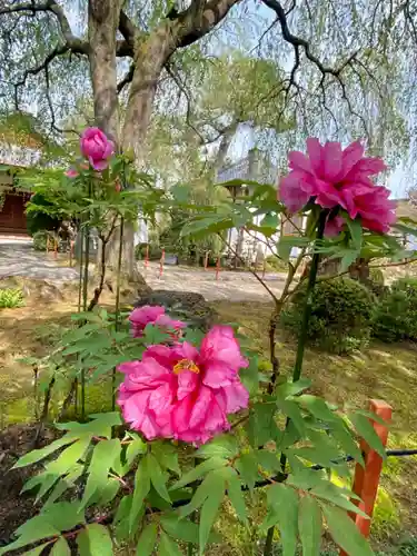 本満寺（本願満足寺）の自然