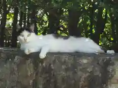 屋久島大社の動物