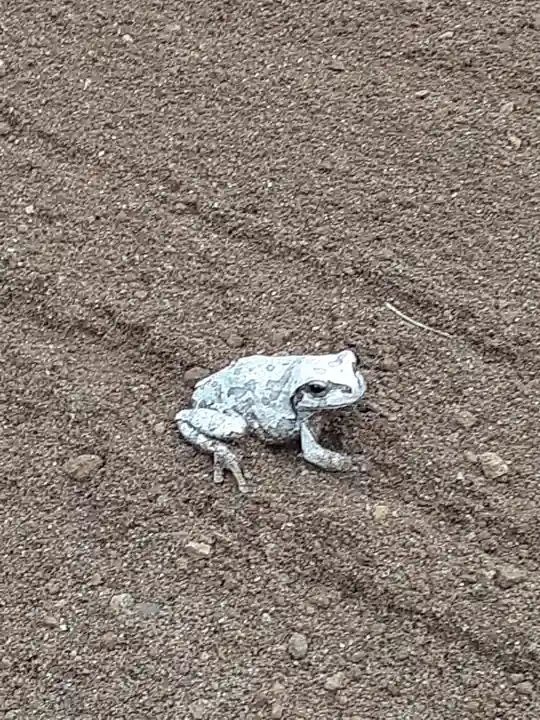伏木香取神社の動物