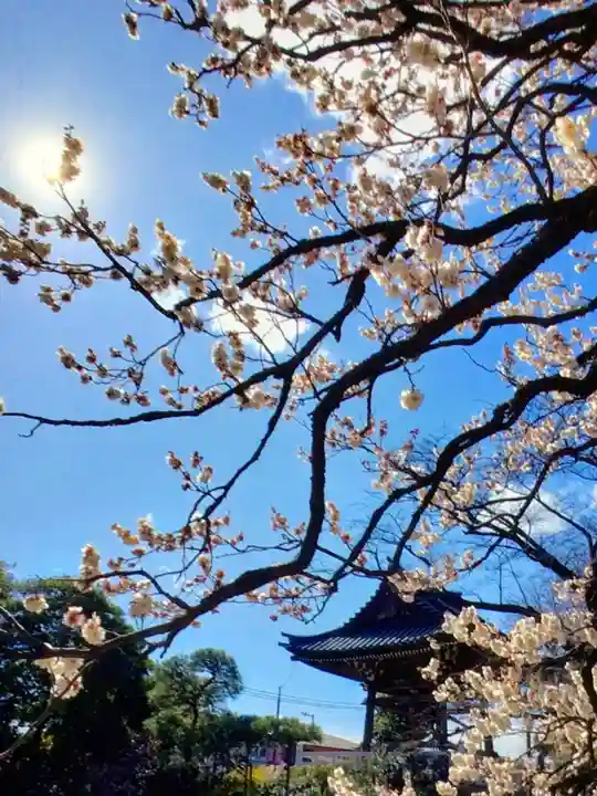 福蔵院(東京都)