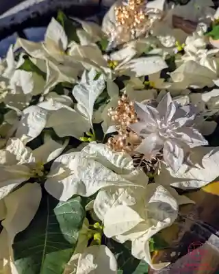 立志神社(滋賀県)