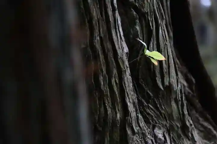 鹿島大神宮の自然