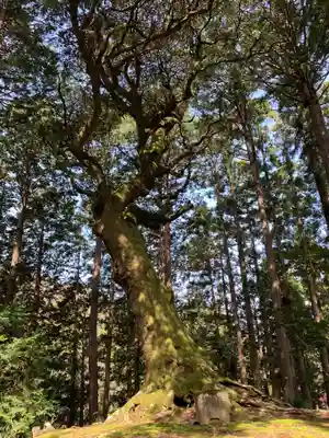 八幡神社の自然