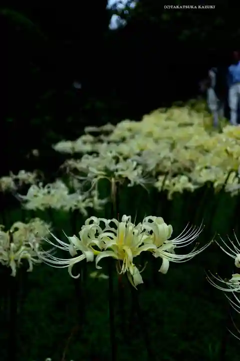 横浜 西方寺(神奈川県)
