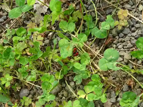 有鹿神社の動物