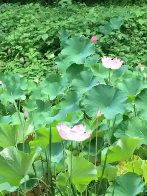 田丸神社の自然