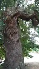 熊野神社の自然