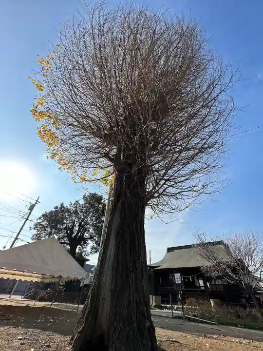 日吉八王子神社の自然