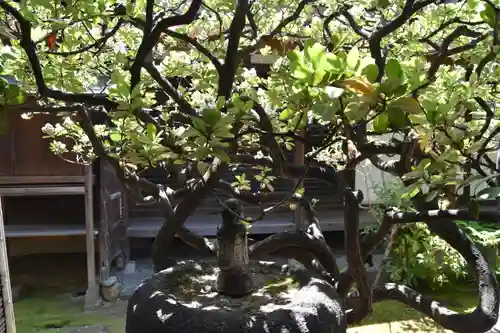 観智院（東寺子院）の自然