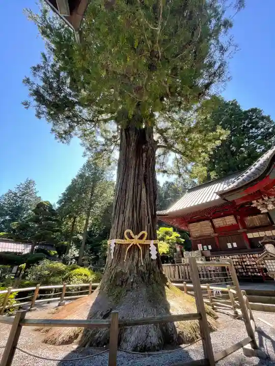 北口本宮冨士浅間神社の自然