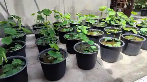 行願寺（革堂）(京都府)