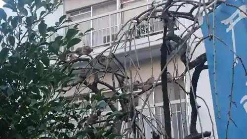 平河天満宮の動物
