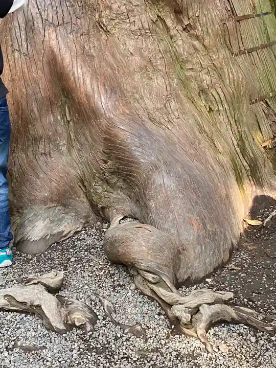 伊勢神宮内宮(皇大神宮)の自然