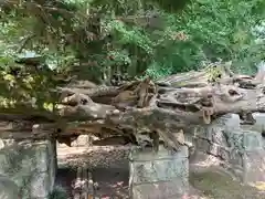 野木神社(栃木県)