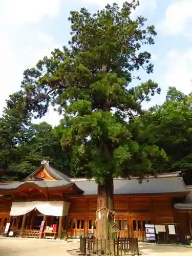 穂高神社本宮の本殿