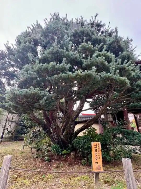 梅宮大社(京都府)