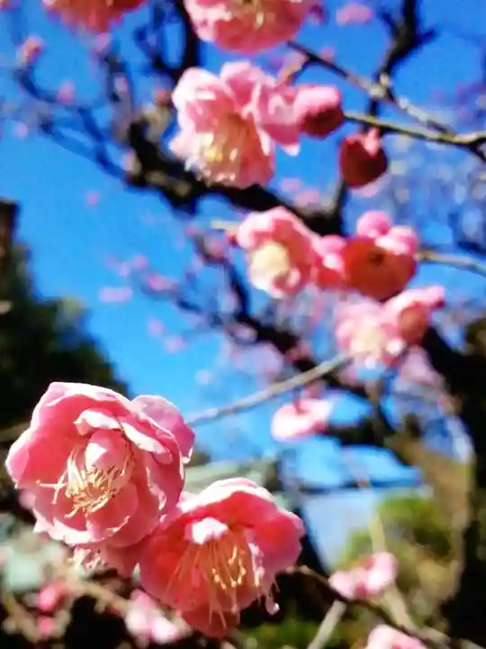 布多天神社(東京都)