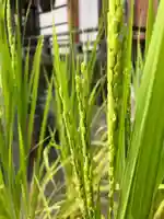 總社 和田八幡宮の自然