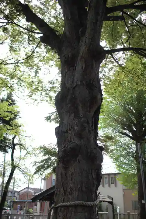 東八幡神社の自然