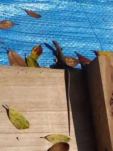 八坂神社(福井県)