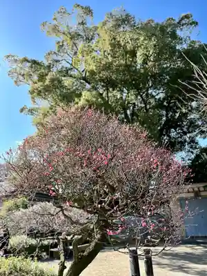 道明寺天満宮(大阪府)
