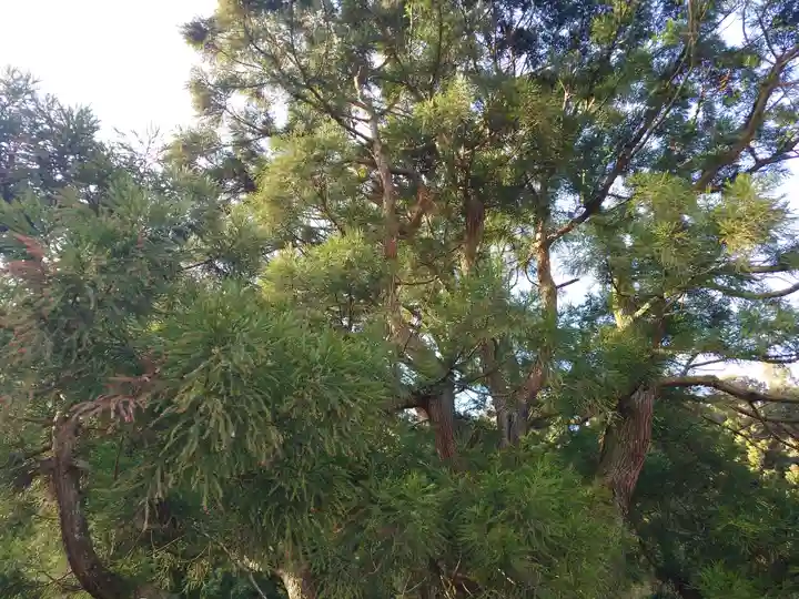 一本杉神社(島根県)
