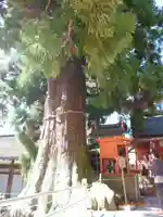 春日大社の自然