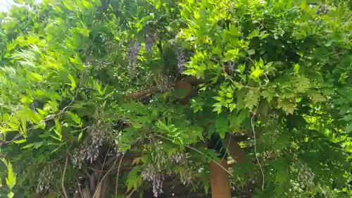 日招八幡大神社(愛媛県)