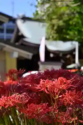 磐井神社(東京都)