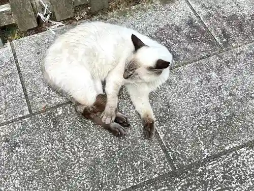一乗寺の動物