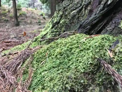 諏訪神社の自然