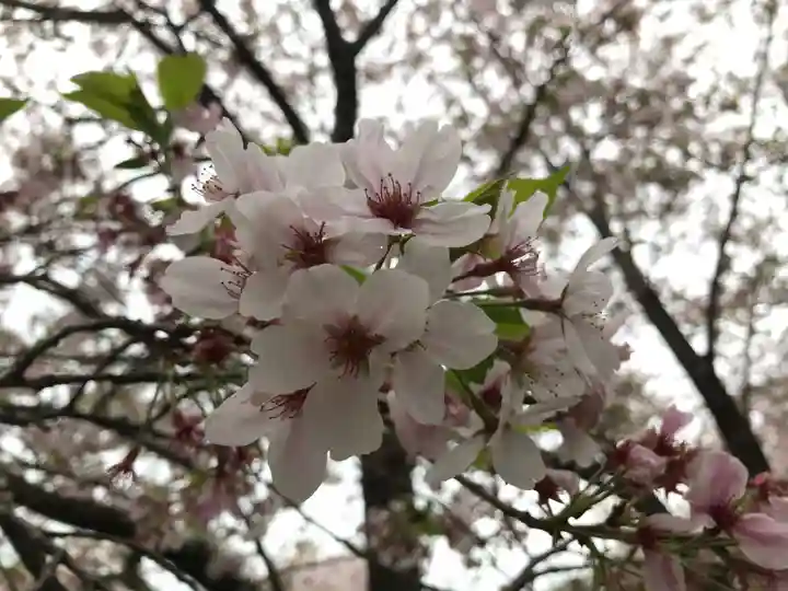 金剛宝寺(紀三井寺)の自然