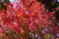 日吉神社の自然