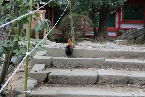 石上神宮の動物