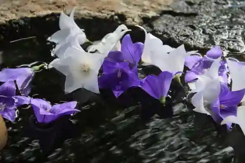 鹿島大神宮の手水