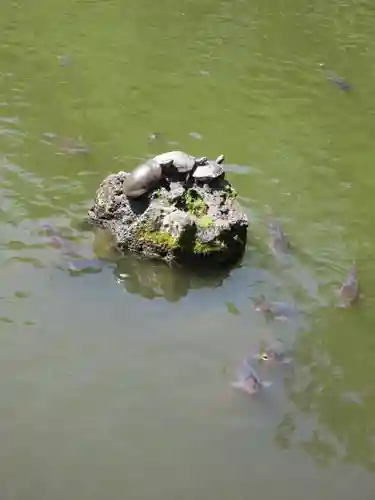 三嶋大社の動物