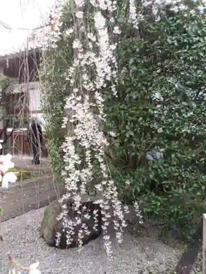 本満寺(本願満足寺)の自然